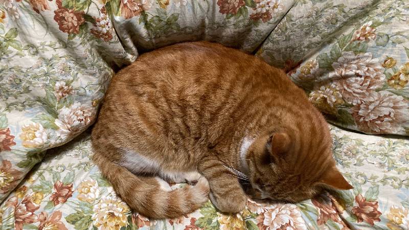 羽毛布団を長持ちさせるメンテナンス術｜毎日のケアでふっくら快眠